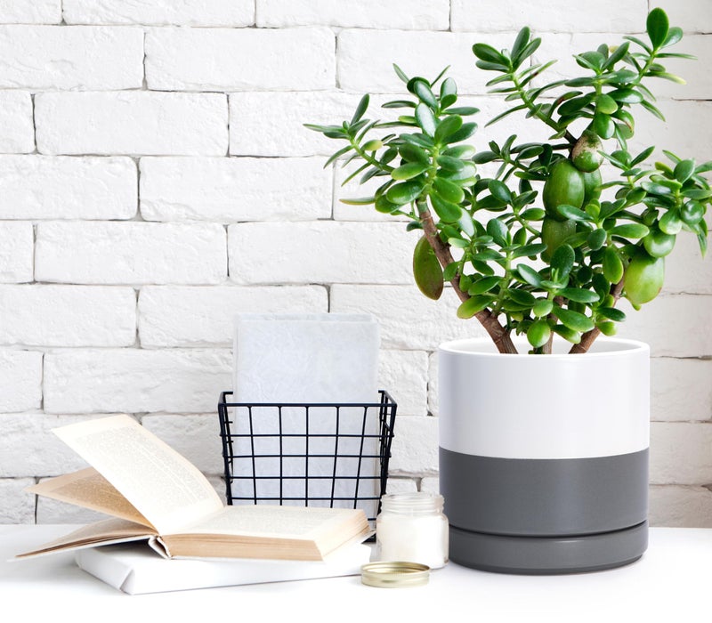 D'vine Dev 6.5 Inch Ceramic Planter Pot with Drainage Hole and Saucer, Indoor Cylinder Round Flower Pot, White/Speckled Grey, 94-O-C-6 - Image 2